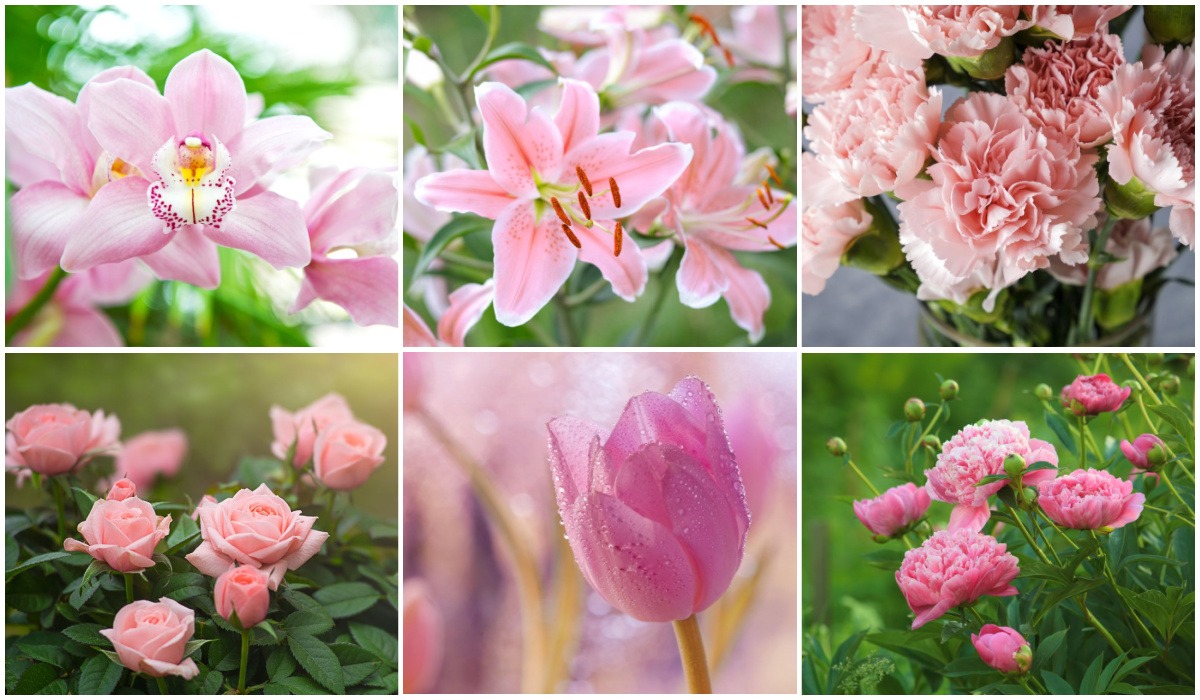 Types of Pink Flowers for Every Season and Occasion