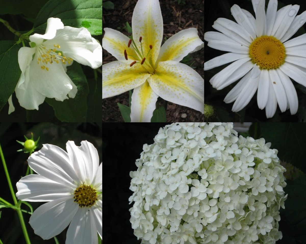 5 Types of White Flowers