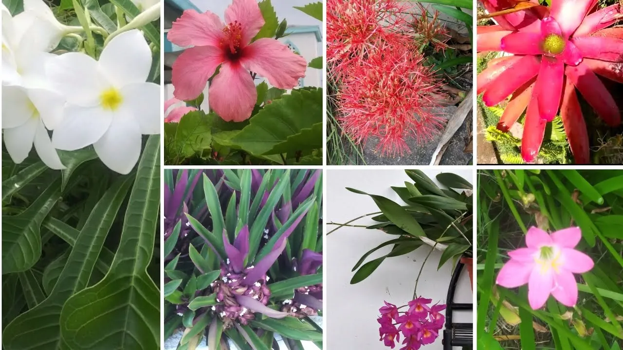 Caribbean Flower Symbolism - What These Tropical Blooms Represent